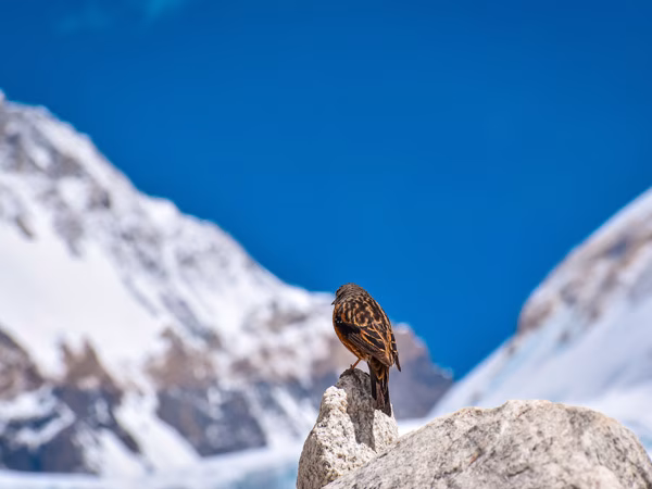 Alpine Accentor (Prunella collaris) in the Everest region of Nepal during a Himalayan trek