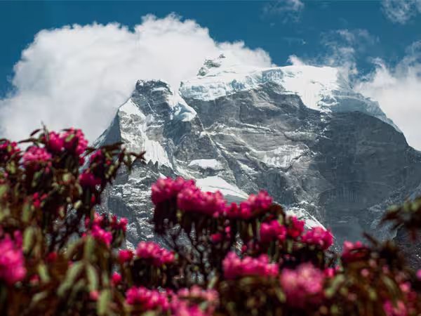 Rhododendron flowers and mountains in Nepal’s Everest region