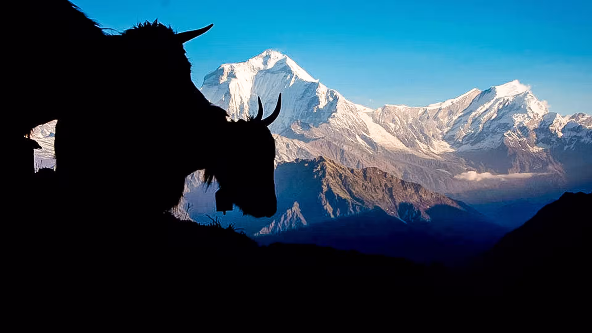 Khopra Danda Trek with Dhaulagiri View