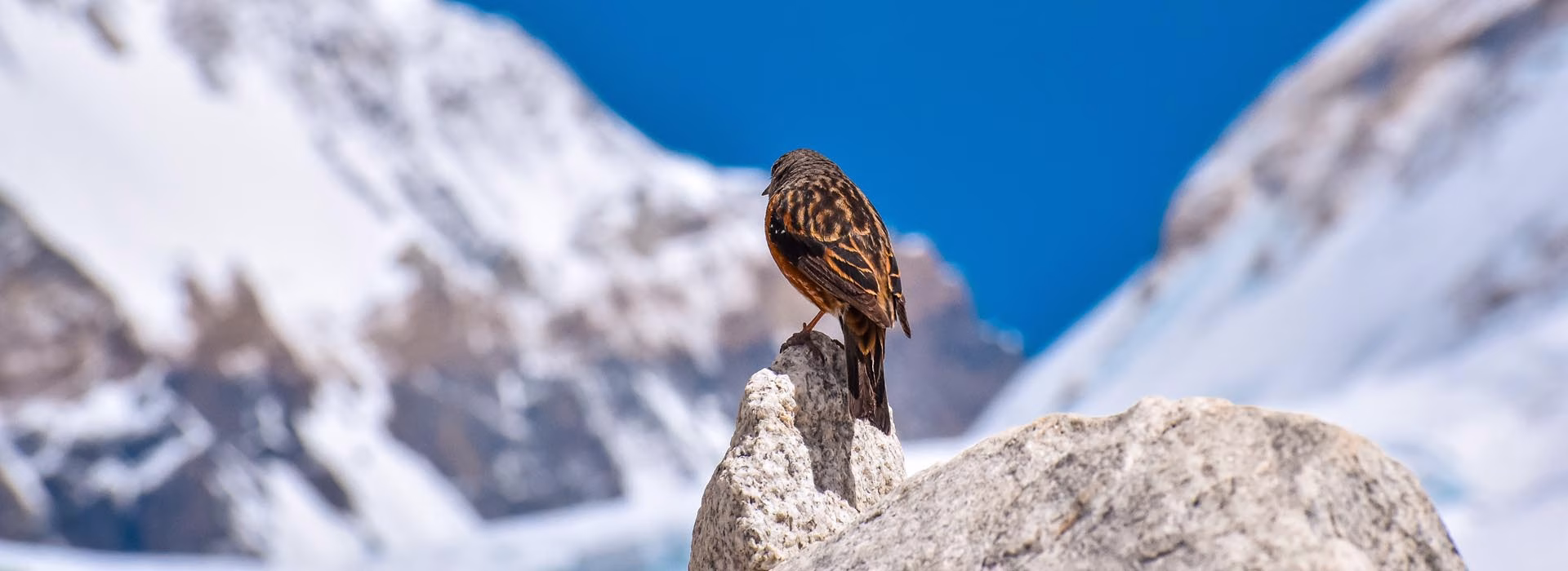 Alpine Accentor (Prunella collaris) in the Everest region of Nepal during a Himalayan trek