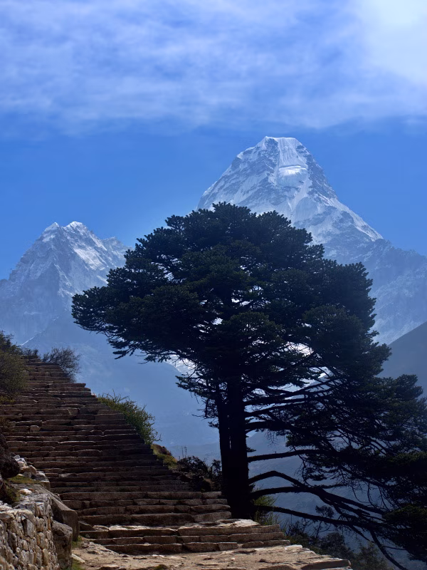 Stunning Ama Dablam view behind a lone tree on the Everest Base Camp Short Trek 7 Days