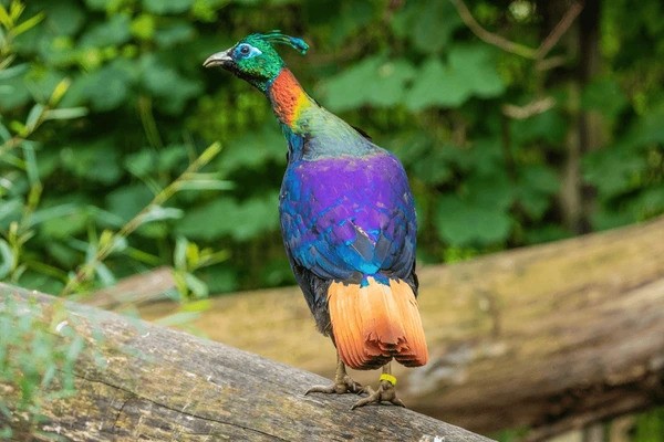 Himalayan Monal (Danphe)