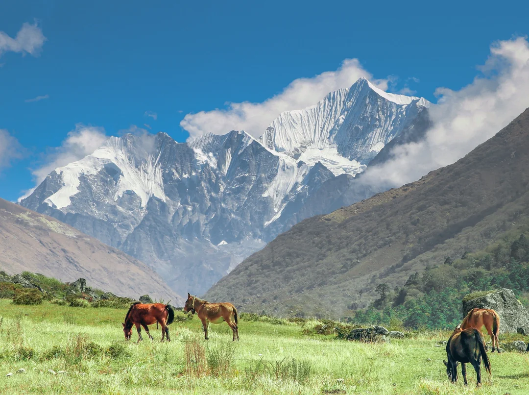 Four horses graze at a meadow in the Langtang National Park infront of massive mountains