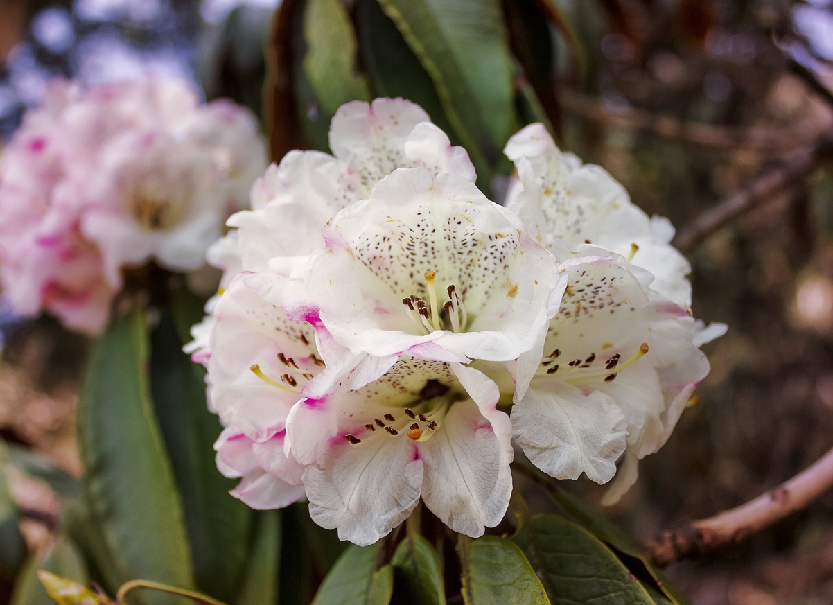 White rhododendron flower photographed at Langtang National Park in spring.