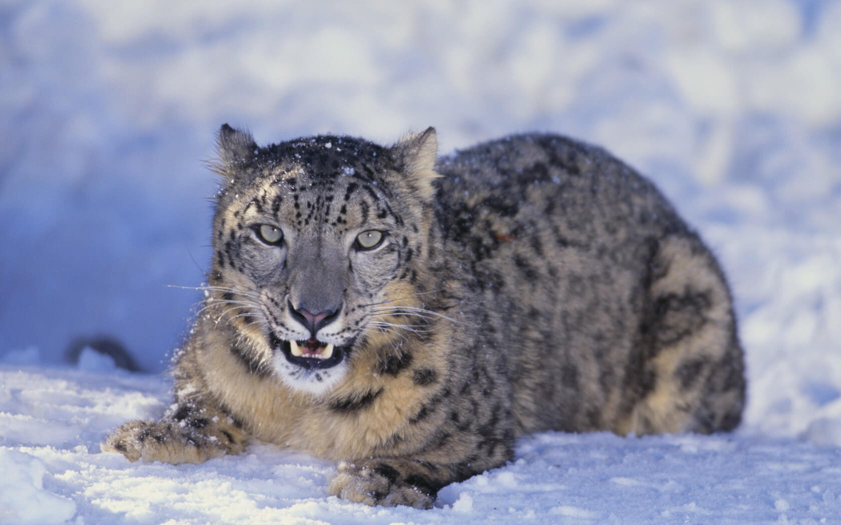 Snow Leopard