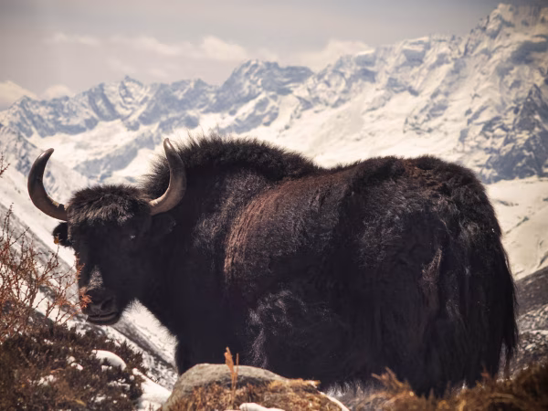 Himalayan Yak Seen At Sleep Overnight At Ebc Trek