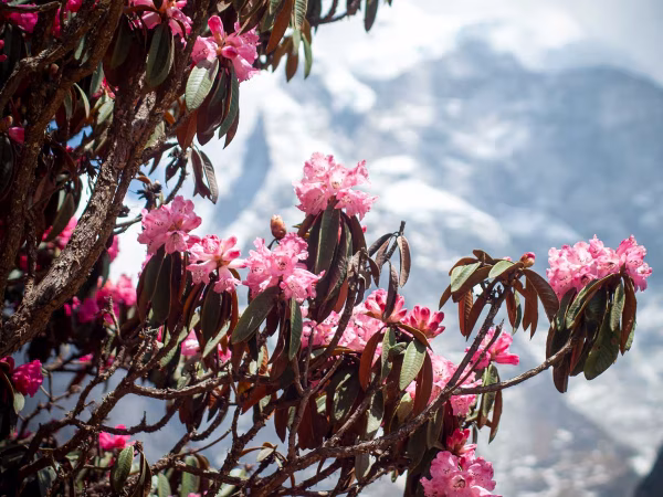 Rhododendron In The Way To Everest