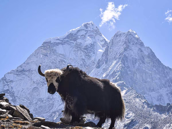 Yak Grazing Infront Of The Mountain